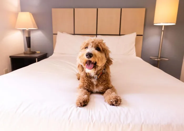 Sonesta Simply Chicago O'hare Airport Hotel 3*